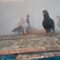 کبوتر|پرنده|شاندیز, |دیوار