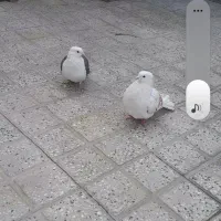 کبوتر