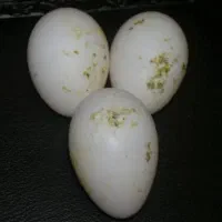 تخم عروس هلندی داشتی