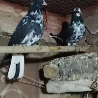 کبوتر پرشی سالم