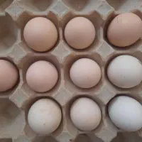 تخم مرغ لاری اصیل
