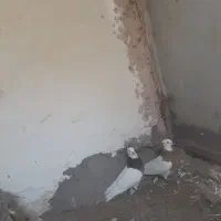 کبوتر