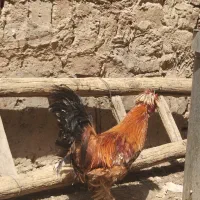 خروس جوان و زینتی