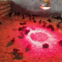 جوجه گلپایگانی ۴ روزه