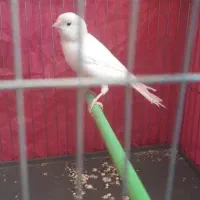 3 عدد قناری نر و ماده