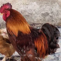 خروس