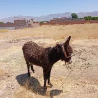 فروش یک راس الاغ یک سال و نیمه. نر.