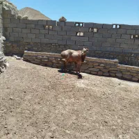 یک راس قوچ چینی وزن ۱۲۰تا۱۳۰میشه