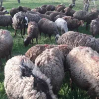 میش وبره وومیش آبستن