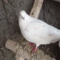 پرنده|پرنده|شبستر, |دیوار