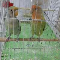 طوطی برزیلی
