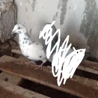 کبوتر