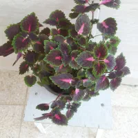گل حسن یوسف وشعمدانی
