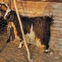 بز بزغاله ابست