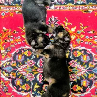 واگذاری توله ژرمن و هاسکی