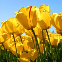 خط رند ایرانسل  6595 505 0905