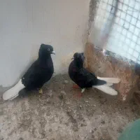 یجفت زیل دم سفید