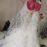مرغ و خروس برهما 3/200