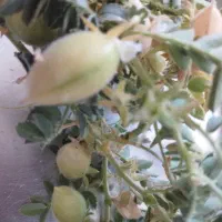 نیازمند کارگر برا نخود چینی