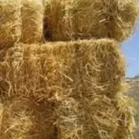 کاه بسته بندی شده از برنج محصول امسال