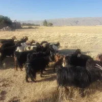 ۳۰راس بز کهر دار ترکی خالص میش بره
