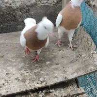 کبوتر کفتر طوقی