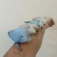 جوجه طوطی برزیلی رام کلکسیونی رنگ خاص