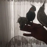عروس‌هلندی