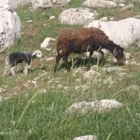 یک راس میش بره