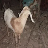 گتاچ فروشی