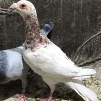 سار کله هما هفرنگ عطیقه سروکله دار(معاوضه هم دارم)