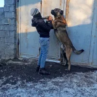 سگ سرابی اصیل