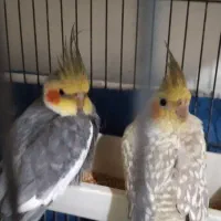 عروس هلن