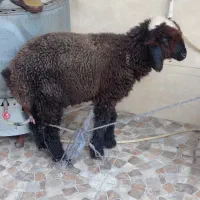 بره ماده سرحال