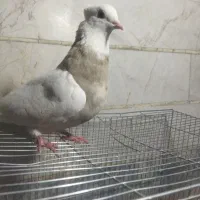 پرنده|پرنده|نجفآباد, یزدانشهر|دیوار