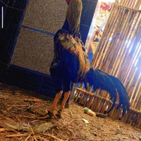 خروس لاری اصیل