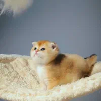 دخمل اسکاتیش گلد