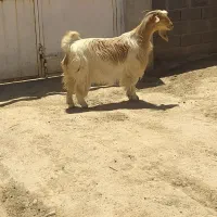 بز چاق