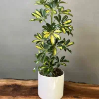 کاشت و جابجایی انواع گل درخت..