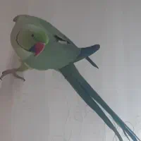 پرنده