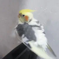 عروس هلندی سخنگو نر