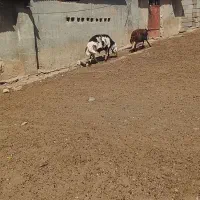 قوچ پلنگی