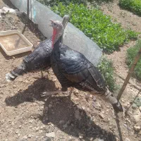 یه جفت بوقلمون نر ماده