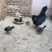 جوجه لاری