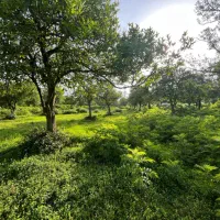 ۲۱۰۵ متر زمین مسکونی کلارآباد
