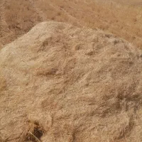 کاه گندم