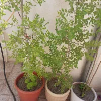 دو عدد درخت عناب همراه با گلدان سفالی