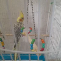 عروس هلندی رنگی