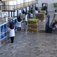 استخدام نیروی کار برای بسته بندی عسل