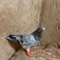 کفتر|پرنده|نیشابور, مبارکه|دیوار